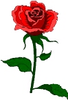 rose.jpg (13592 bytes)